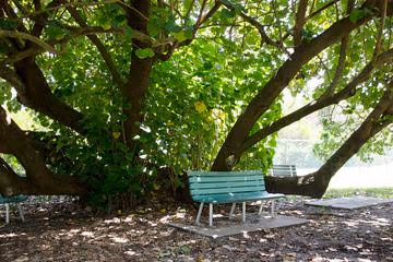 Dog Park at Coquina Key Park